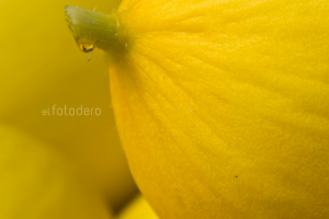 Frutas y Hortalizas